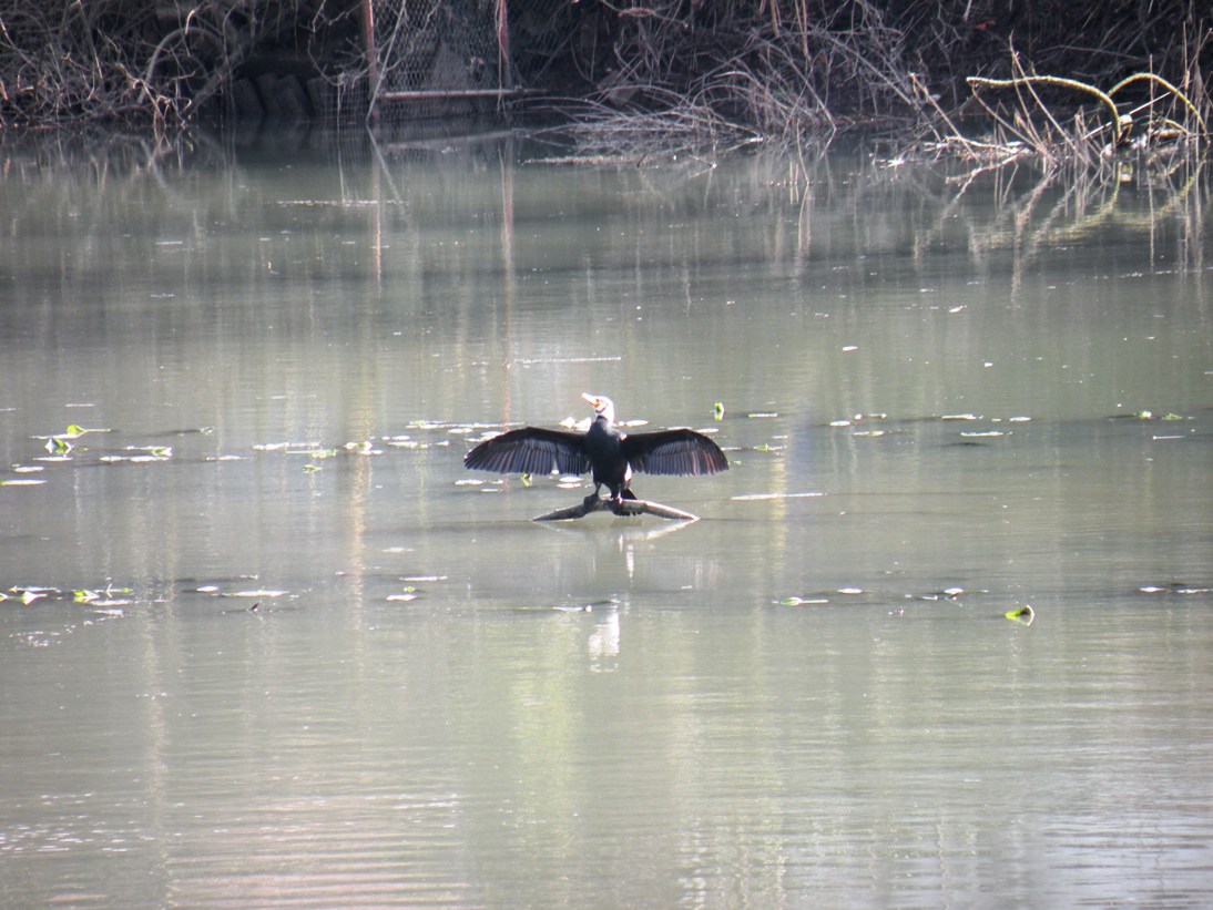 cormorani